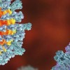 First Chicago Measles Case in 2025