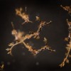 El Acuario Shedd da la bienvenida a las crías de dragón marino alga
