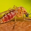 First West Nile Virus-Positive Mosquitoes of 2025 Reported in Chicago