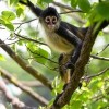 Brookfield Zoo Chicago Opens Most Ambitious Project in Zoo History with James & Elizabeth Bramsen Tropical Forests Ceremonial Ribbon Cutting