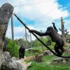 El Zoológico Brookfield de Chicago Inaugura el Proyecto más Ambicioso en la Historia de los Zoológicos con el Corte de Cinta de los Bosques Tropicales de James y Elizabeth Bramsen
