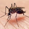 City of Chicago to Spray Insecticide Tuesday and Thursday to Kill Mosquitoes