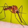 La Ciudad de Chicago Rociará Insecticida el Martes y Jueves para Matar Mosquitos
