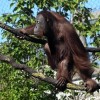 Enjoy the Cooler Temps at the Brookfield Zoo