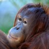 Disfrute de las Temperaturas más Frescas en el Zoológico de Brookfield