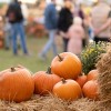 La Ciudad de Chicago Anuncia el Regreso del ‘Chicago Fall Fest’