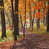 Enjoy the Beauty of Fall, Morton Arboretum Expert Shares Foliage Tips