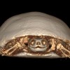 Spooky Skeletons at Shedd