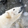 Brookfield Zoo Chicago’s Winter Free Days are Near