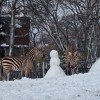Lincoln Park Zoo Zebras Enjoy a Snowman; ZooLights Sparkles in the Snow