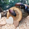 Name a Cockroach Fundraiser Returns as Brookfield Zoo Chicago Celebrates the Season of Love