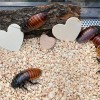 La Campaña “Ponle Nombre a una Cucaracha” Vuelve Cuando el Zoológico de Chicago Celebra la Temporada del Amor