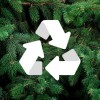 IDNR Collecting Discarded Christmas Trees for Fish Habitat