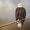 As America Turns 250, Eagle-Watching Events Abound this Winter at Illinois State Parks