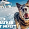 Keep Your Pets Safe this Winter