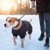 Mantenga a sus Mascotas Seguras este Invierno