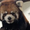 Lincoln Park Zoo Welcomes a New Red Panda this Chinese New Year