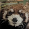 El Zoológico Lincoln Park da la bienvenida a un nuevo panda rojo este Año Nuevo Chino