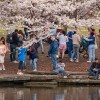 Cherry Blossoms in Full Bloom at Jackson Park