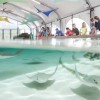 Shedd Aquarium Is Asking You to Do One Thing This Summer: Touch Water