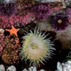 El Shedd Aquarium te Pide que Hagas una Cosa este Verano: Toca el Agua