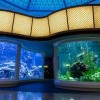 Jazzin’ en el Shedd