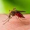 Primeros Mosquitos Positivos al Virus del Nilo Occidental en Chicago