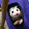 Help Name Brookfield Zoo Chicago’s Newest Animal Ambassador