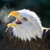 Red, White, and Zoo: Brookfield Zoo Chicago Celebrates America 250