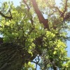 Together for Trees Invites the Community for a Day of Nature, Learning and Service