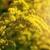 Together for Trees Invita a la Comunidad a una Jornada de Naturaleza, Aprendizaje y Servicio
