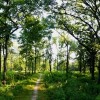 Forest Preserves of Cook County Will Remain Open During Union Strike, Continue Negotiations