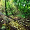 Las Reservas Forestales del Condado de Cook Seguirán Abiertas Durante la Huelga Sindical y Continuarán las Negociaciones