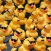 El Desfile Bud Billiken, el Ducky Derby, el Festival Northalsted Market Days, Foo Fighters y el Partido Sky Contra Fever Encabezan los Eventos Especiales del Fin de Semana en Chicago