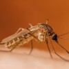 First West Nile Virus Cases Reported in Suburban Cook County