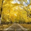 La Presidenta Preckwinkle Presenta Recomendación del Presupuesto Ejecutivo para 2027 de las Reservas Forestales del Condado de Cook
