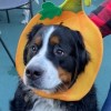 Perros en Adopción Zarpan en el Crucero Canino ‘Howl-O-Ween’ del First Lady