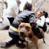 Humane Society e Insurance Auto Auctions Presentan “El Día del Pit Bull”