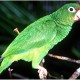 Survival of the Puerto Rican Parrot