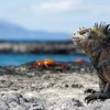 Poisoning the Galapagos Food Chain