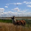 El Departamento de Aviación de Chicago Contrata Rebaño de Pastoreo para Propiedad del O’Hare