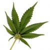 Poll to Show Support From Legislators on Marijuana Bill