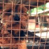 Se Pide la Prohibición de Casas de Reproducción de Cachorros en el Condado de Cook