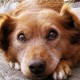 Puppy Mill Ban Sought for Cook County