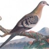 Who Or What Killed the Passenger Pigeon?
