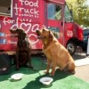 “Camiones de Comida Ahora para Perros… Provecho!”