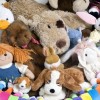 Lake Shore Hogs Announce Their Stuffed Animal Drive & Ride for Kids