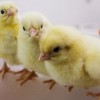 Los Distritos Más Grandes de la Nación Procuran Pollo Sin Antibióticos