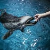 Help Shedd Name Newest Dolphin Calf