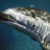 Ayude al Acuario a Buscar Nombre para el Delfín Recién Nacido